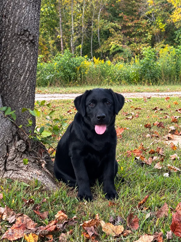 English Pink Girl – Labrador Retriever puppy for sale in Irvington, KY