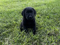 English Blue boy, a male Labrador Retriever for sale in Irvington, KY – 4 of 9