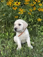 Orange, a female Labrador Retriever for sale in Irvington, KY – 2 of 9