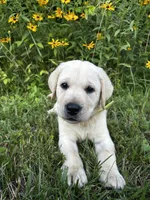 Old Yeller, a male Labrador Retriever for sale in Irvington, KY – 4 of 10