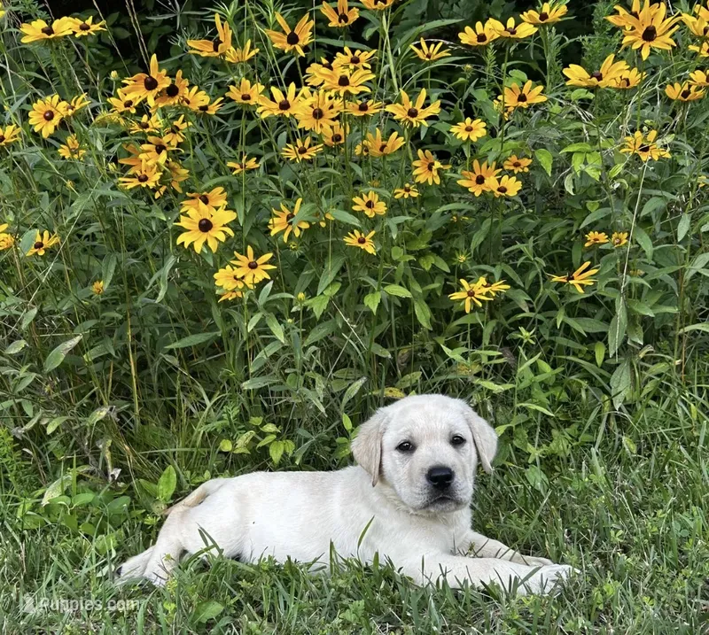 Green  – Labrador Retriever puppy for sale in Irvington, KY