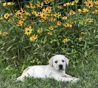 Green , a male Labrador Retriever for sale in Irvington, KY – 1 of 6