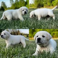 English Green, a male Labrador Retriever for sale in Harned, KY – Photo 2 of 5