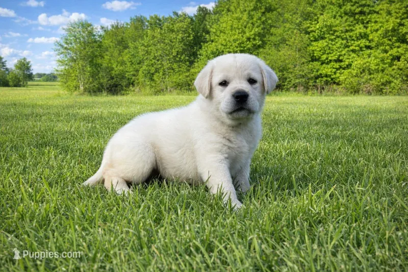 English Green – Labrador Retriever puppy for sale in Harned, KY