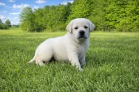English Green, a male Labrador Retriever for sale in Harned, KY – Photo 1 of 5