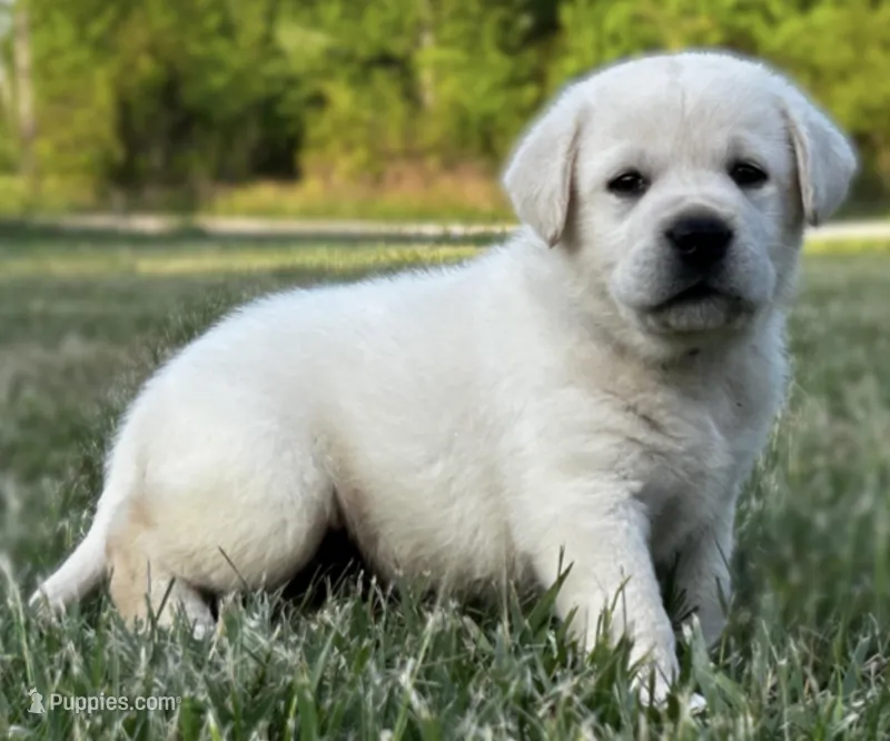 English Green – Labrador Retriever puppy for sale in Harned, KY