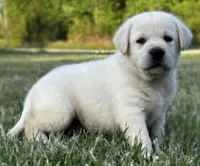 English Green, a male Labrador Retriever for sale in Irvington, KY – 1 of 5