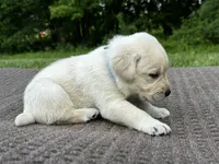 Teal, a female Labrador Retriever for sale in Irvington, KY – 3 of 6