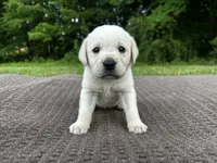 Blue , a male Labrador Retriever for sale in Irvington, KY – 1 of 7