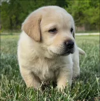 English Red, a female Labrador Retriever for sale in Irvington, KY – 1 of 5