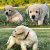 English Red, a female Labrador Retriever for sale in Harned, KY – Photo 2 of 5