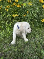 Blue , a male Labrador Retriever for sale in Irvington, KY – 3 of 10