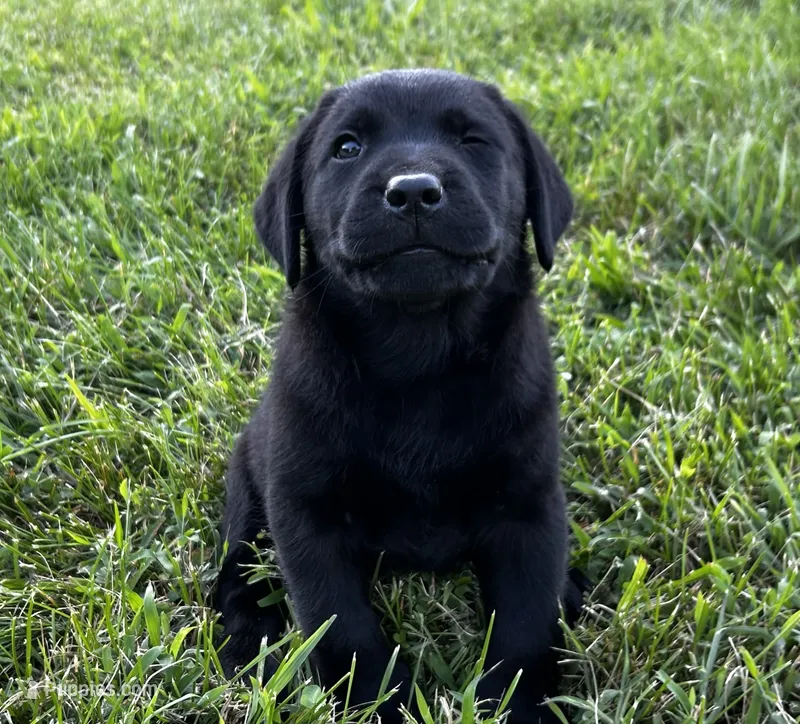 English Blue boy – Labrador Retriever puppy for sale in Irvington, KY