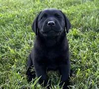 English Blue boy, a male Labrador Retriever for sale in Irvington, KY – 1 of 9