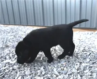 English Pink Girl, a female Labrador Retriever for sale in Irvington, KY – 1 of 6