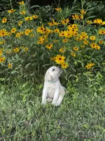 Teal, a female Labrador Retriever for sale in Irvington, KY – 2 of 9