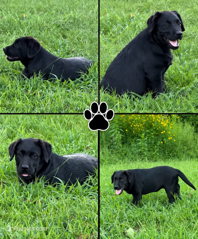 English Pink Girl – Labrador Retriever puppy for sale in Irvington, KY