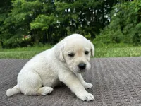 Teal, a female Labrador Retriever for sale in Irvington, KY – 4 of 6
