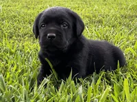 English Blue boy, a male Labrador Retriever for sale in Irvington, KY – 7 of 9