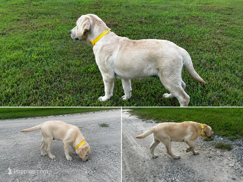  AKC Yellow English Lab-Old Yeller – Labrador Retriever puppy for sale in Irvington, KY