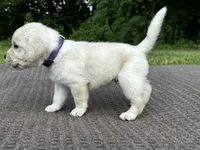 Purple, a male Labrador Retriever for sale in Irvington, KY – 2 of 10