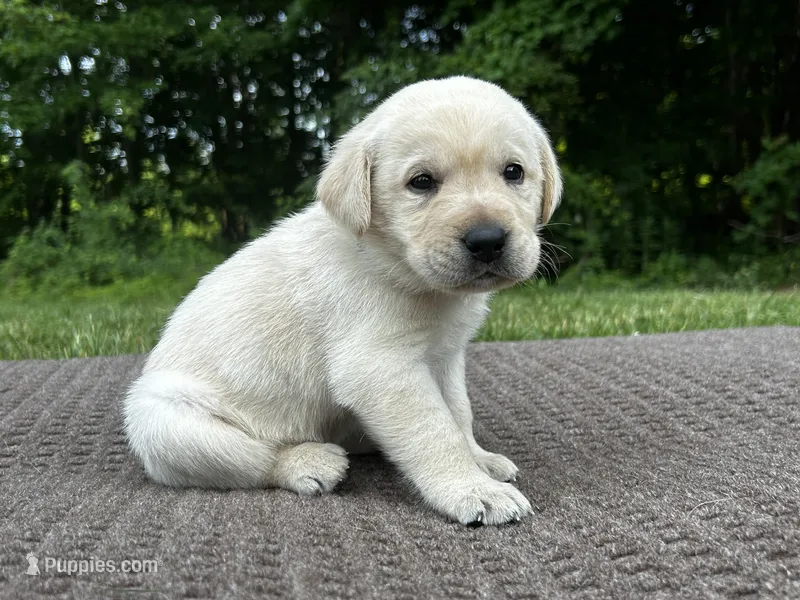 Old Yeller – Labrador Retriever puppy for sale in Irvington, KY