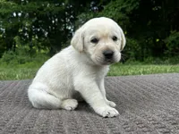 Old Yeller, a male Labrador Retriever for sale in Irvington, KY – 1 of 6