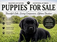 English Pink Girl, a female Labrador Retriever for sale in Irvington, KY – 5 of 6