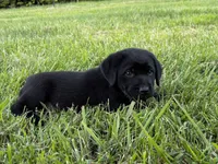 English Blue boy, a male Labrador Retriever for sale in Irvington, KY – 5 of 9