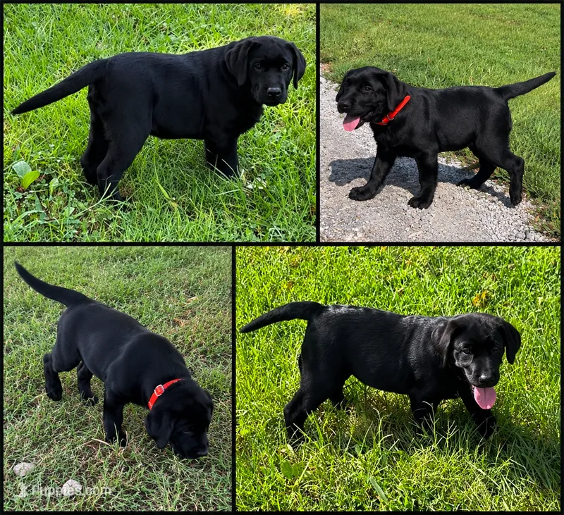 English Blue boy – Labrador Retriever puppy for sale in Irvington, KY