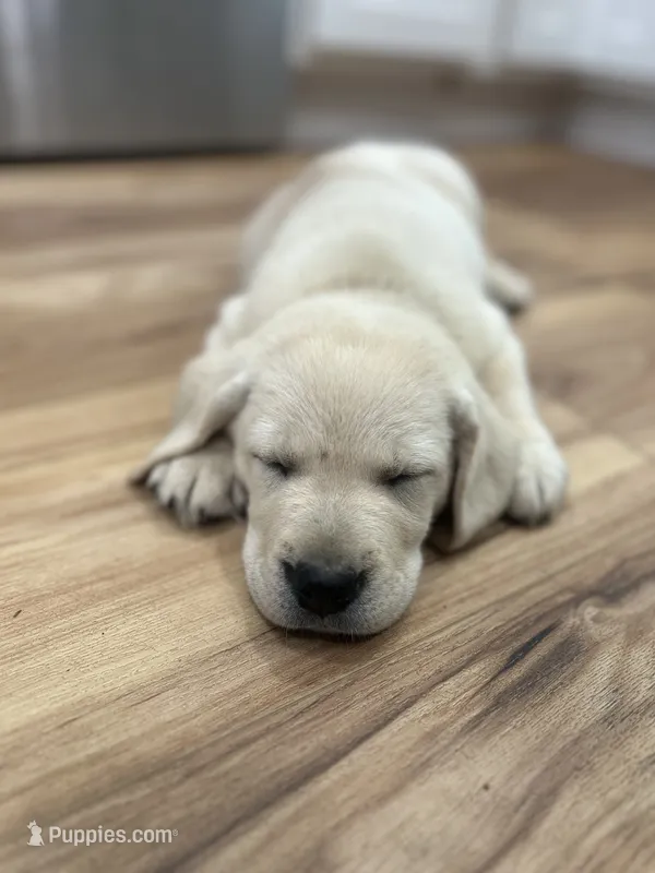 Purple – Labrador Retriever puppy for sale in Irvington, KY