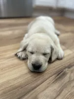 Purple, a male Labrador Retriever for sale in Irvington, KY – 1 of 9