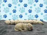 Blue, a male Labrador Retriever for sale in Irvington, KY – 2 of 2
