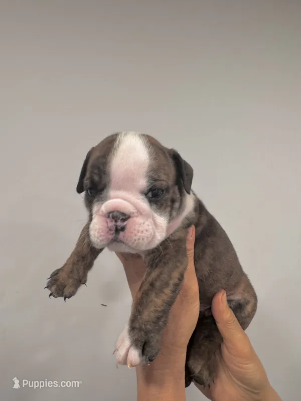 Meatball – English Bulldog puppy for sale in Dix Hills, NY