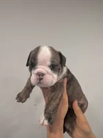 Meatball, a male English Bulldog for sale in Dix Hills, NY – 1 of 1