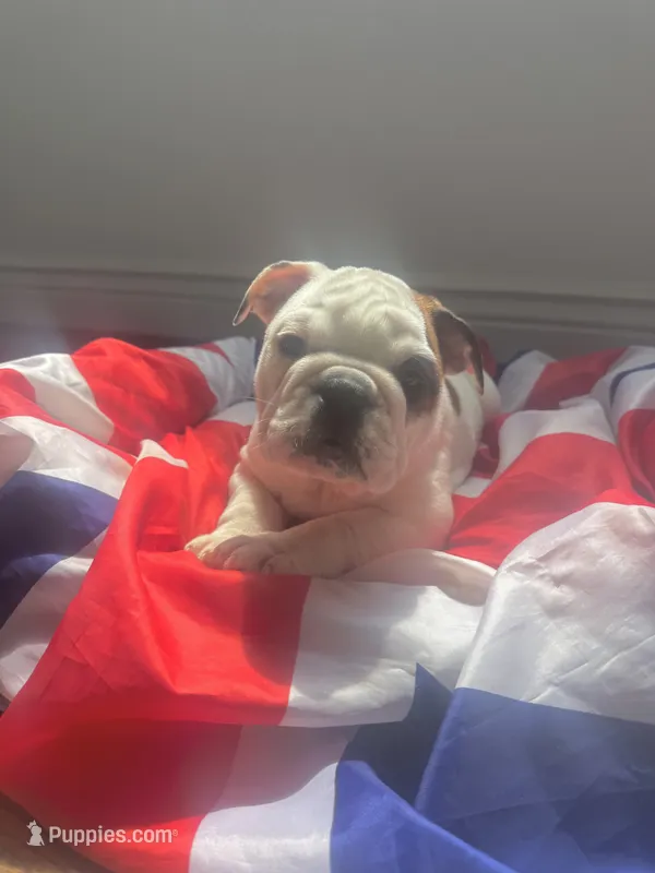 Vanilla  – English Bulldog puppy for sale in Dix Hills, NY