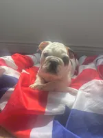 Vanilla , a female English Bulldog for sale in Dix Hills, NY – 1 of 3