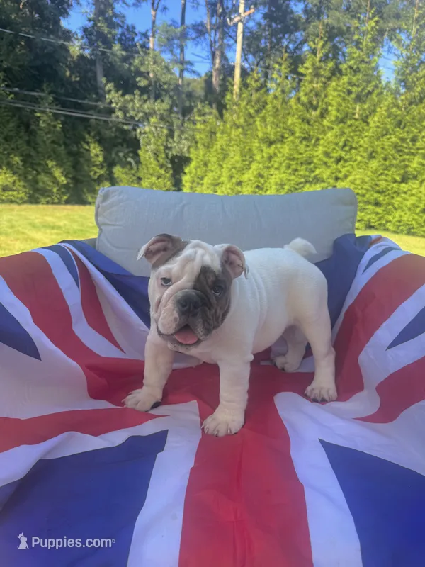 Lola – English Bulldog puppy for sale in Dix Hills, NY