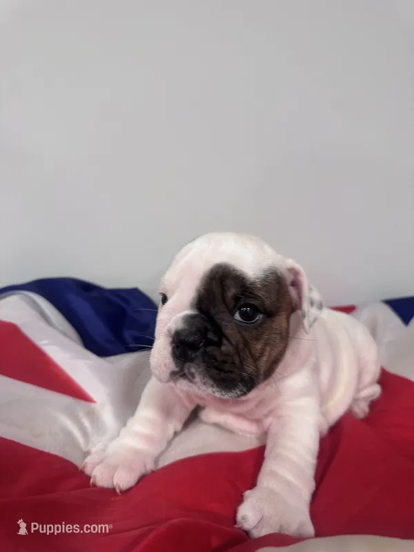 Lola – English Bulldog puppy for sale in Dix Hills, NY