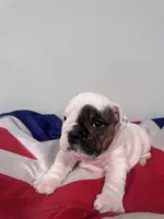 Lola, a female English Bulldog for sale in Dix Hills, NY – 1 of 3
