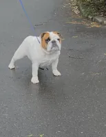 Vanilla , a female English Bulldog for sale in Dix Hills, NY – 3 of 3