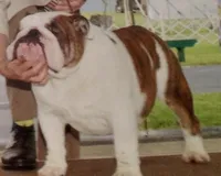 Vanilla , a female English Bulldog for sale in Dix Hills, NY – 2 of 3