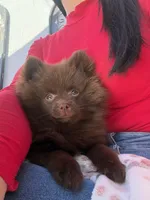 Mocha, a female Pomeranian for sale in Miami, FL – Photo 2 of 2
