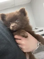 Mocha, a female Pomeranian for sale in Miami, FL – Photo 1 of 2