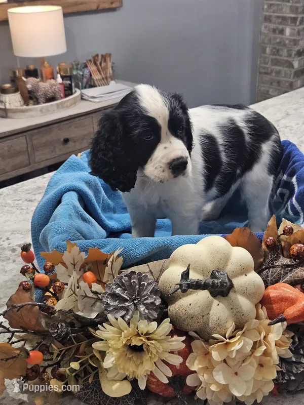 Trumpet – English Springer Spaniel puppy for sale in Canfield, OH