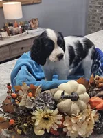 Trumpet, a male English Springer Spaniel for sale in Canfield, OH – 1 of 1