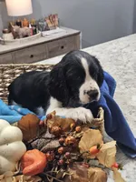 Rudy, a male English Springer Spaniel for sale in Canfield, OH – 1 of 1