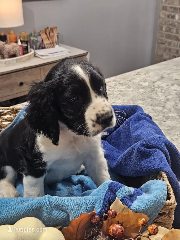 Hunter – English Springer Spaniel puppy for sale in Canfield, OH