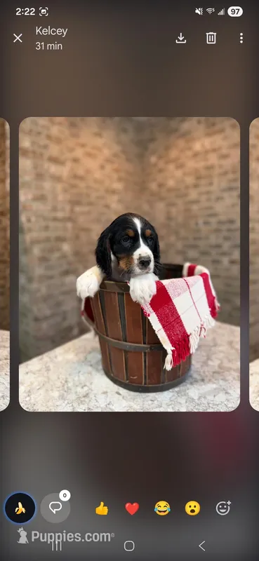 Clark, a male English Springer Spaniel for sale in Canfield, OH – Photo 1 of 1