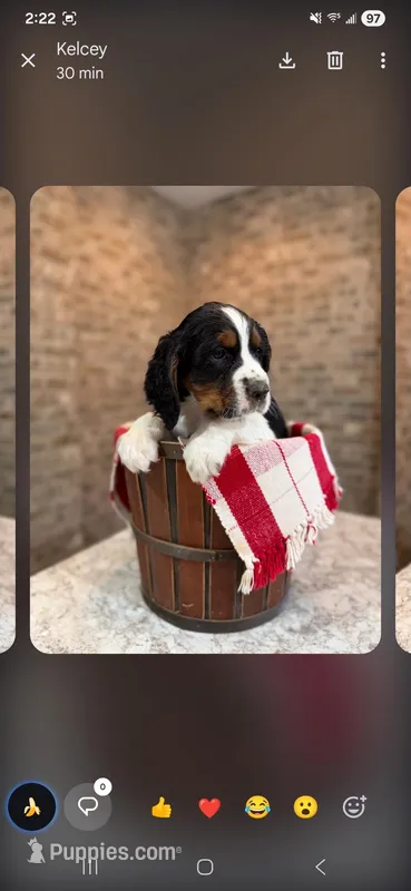 Casper, a male English Springer Spaniel for sale in Canfield, OH – Photo 1 of 1